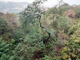 树林