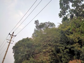 树林
