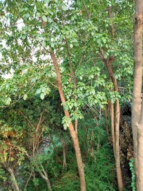 树林
