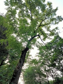 苦楝树