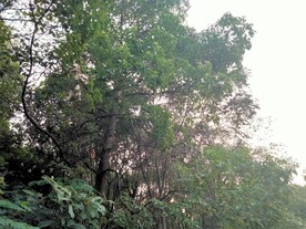 树林