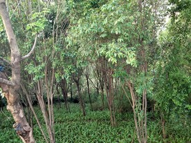 树林