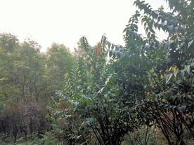 树林