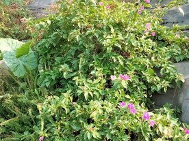 叶子花