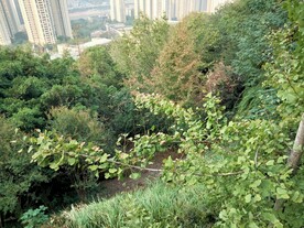 树林