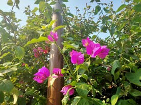 叶子花