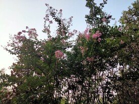 紫薇