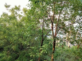 树林