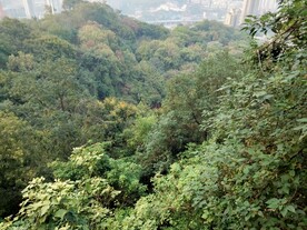 树林