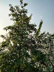 树与天空