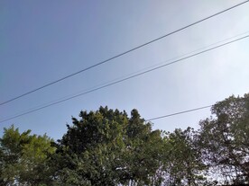 树林