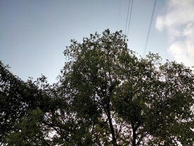 树与天