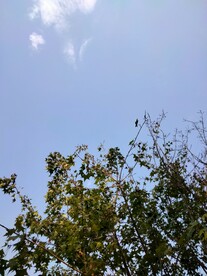 树影与天空