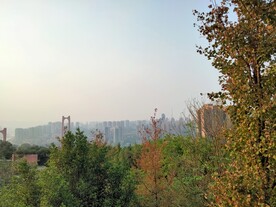 树与天空