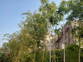 竹子假山