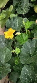 南瓜花与苗