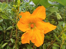 南瓜花