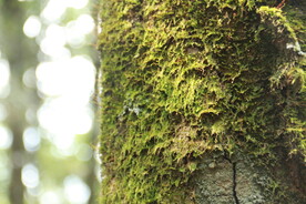 茶山 茶树 青苔