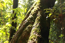 茶山 茶树 青苔