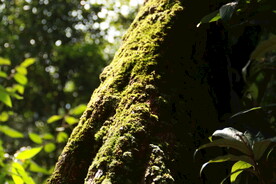 茶山 茶树 青苔