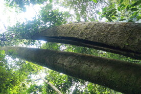 茶山 茶树 森林