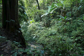 茶山 茶树 森林