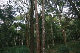 茶山 茶树 森林 