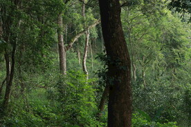 茶山 茶树 森林