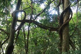 茶山 茶树 森林