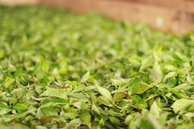 茶山 茶树 茶叶