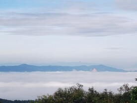 茶山 茶树 云雾
