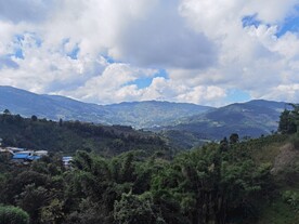 茶山 茶树 云雾