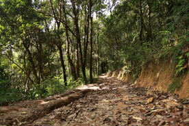 茶山 茶树 森林