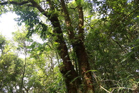 茶山 茶树 森林