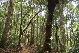 茶山 茶树 森林