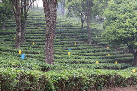 茶山 茶树 茶叶