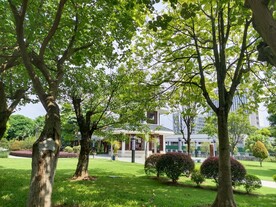大树 自然景观