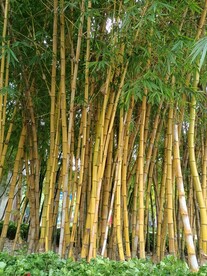 竹子 风景