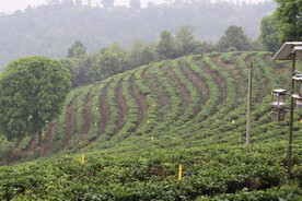 茶山 茶树 茶叶