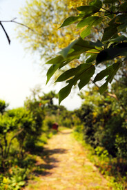 异叶榕树叶唯美背景