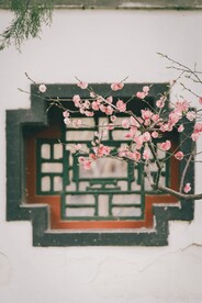 中国风梅花摄影
