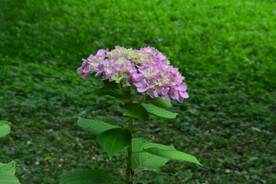 绣球花