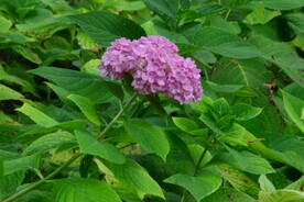 绣球花