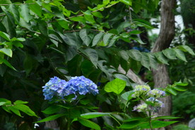绣球花