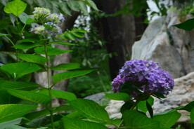绣球花 