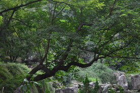 公园风景 
