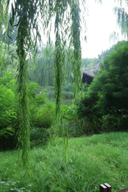 公园风景 