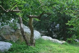 公园风景  