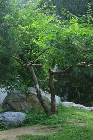 公园风景  