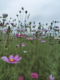 格桑花